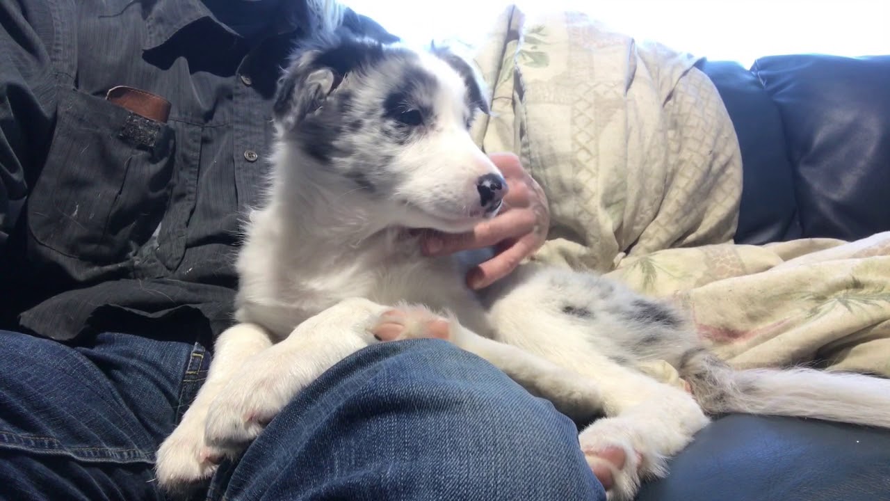 Opal 11 weeks old BC pup - YouTube