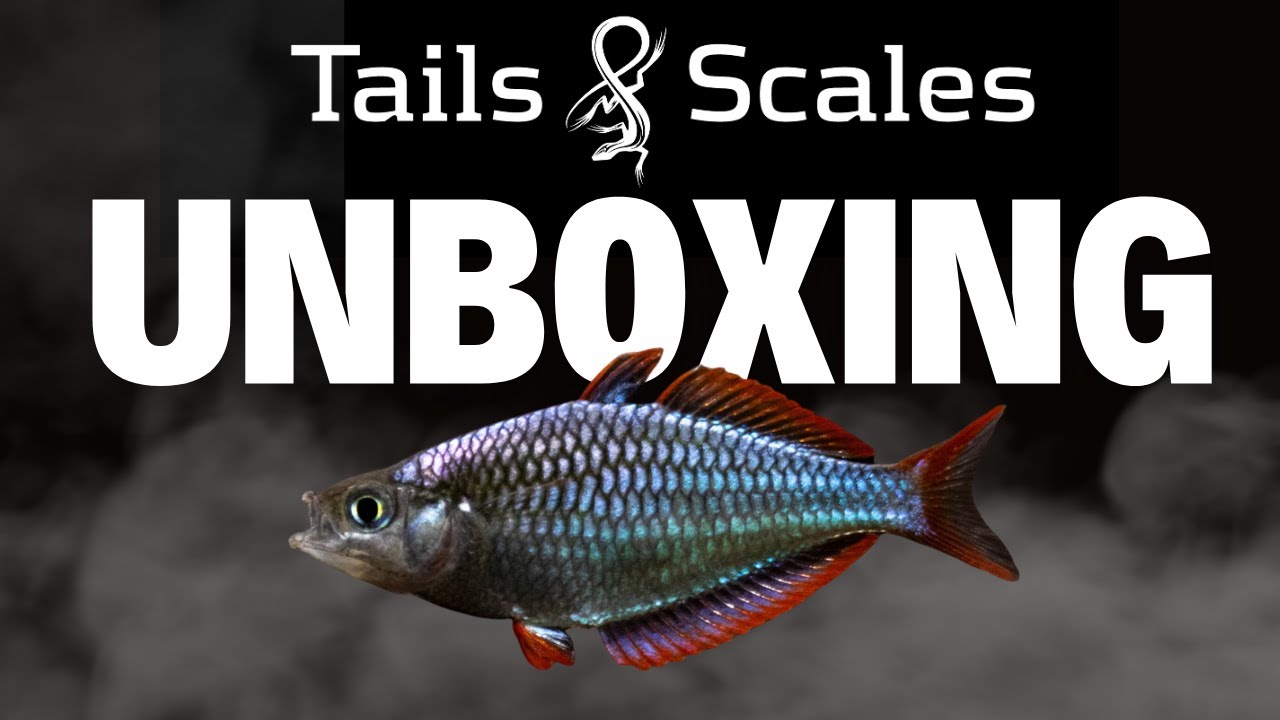Tails & Scales Fish Unboxing Plecos, Bettas, Loaches, Stingrays & More!