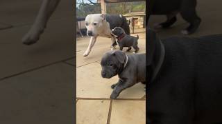 Agathas Puppies Vs Auntie Boo Lunas Puppy Skid