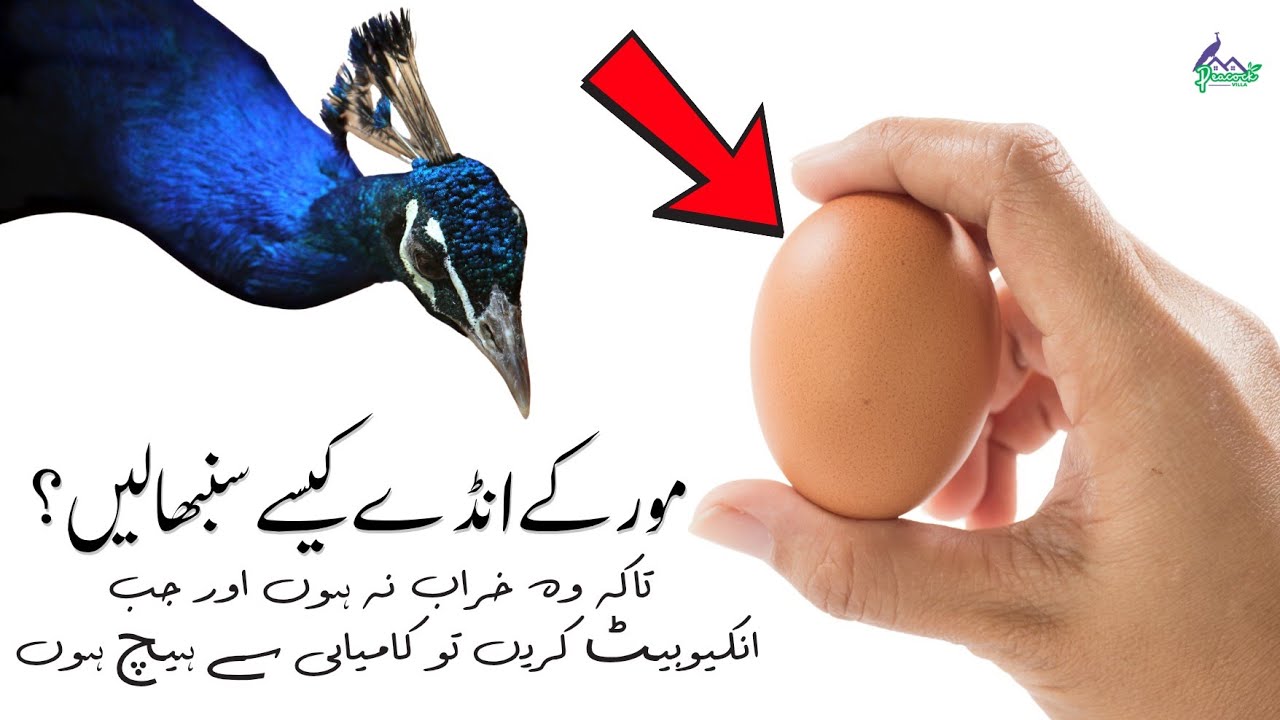 Conditions to store Peacock Eggs Correctly | Peacock Villa