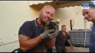 Vigile del fuoco salva gattino e scoppia in lacrime di gioia screenshot 2