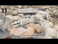 カピパラさんは温泉に入ります♨️伊豆シャボテン動物公園 / Izu shaboten Zoo / Capybara goes into a hot spring