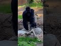 Big Boy Kelly the Gorilla