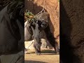 Big Boy Kelly the Gorilla