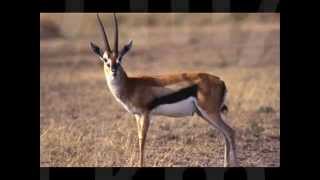 Top 10 Fastest Land Animals New (by odissey505)