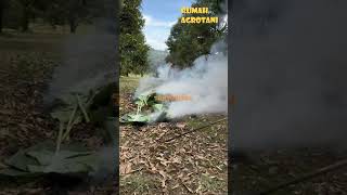Begini Perawatan Durian di Thailand