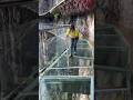 ✨ Ultimate Glass Cleaning Hack 🧼 Crystal Clear Results #DanluMountain #GlassBridge #SkyBridge