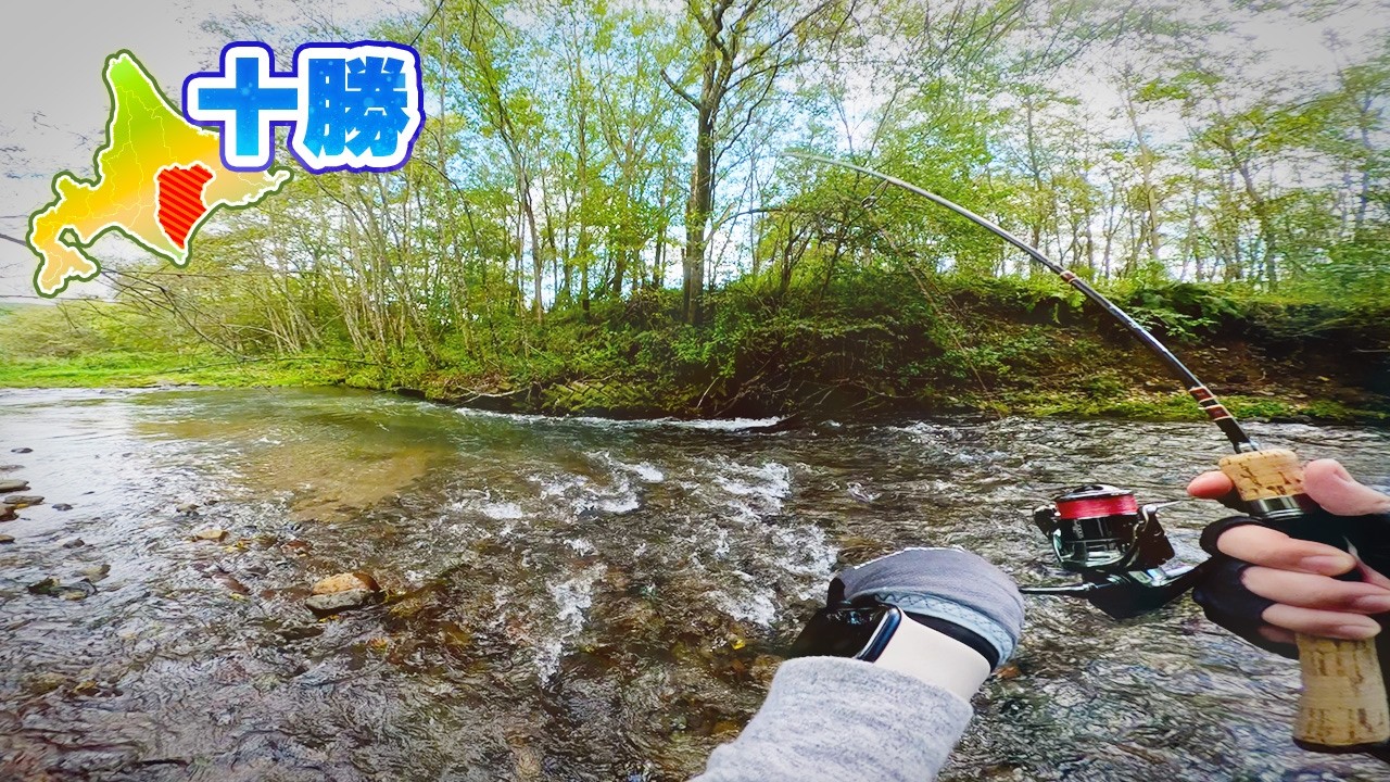 釣れる魚は良型多し！本流増水でこの支流に魚が集まった？【北海道渓流釣り】
