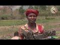 MURI KOMINE KIREMBA ABENEGIHUGU BARI KU KIVI MU KWIFYATURIRA AMATAFARI Y'INYUBAKO RUSANGI