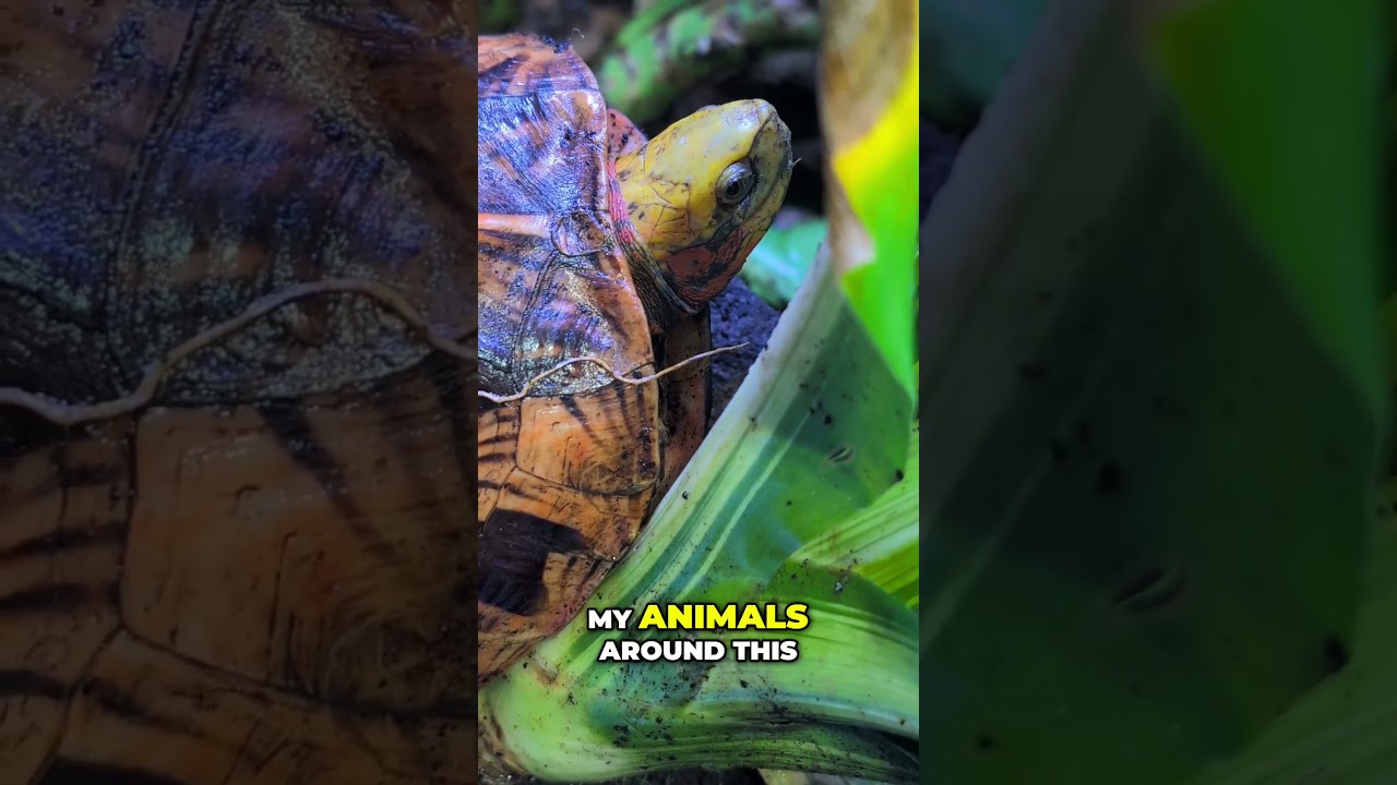 Avoid This Turtle Breeding Mistake!