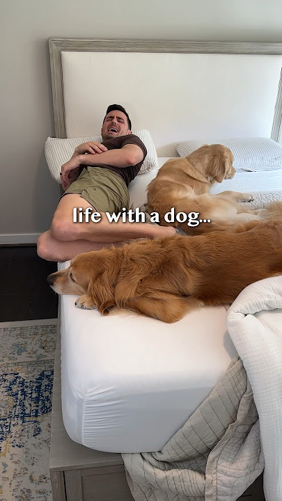 Life with a dog… who can relate?