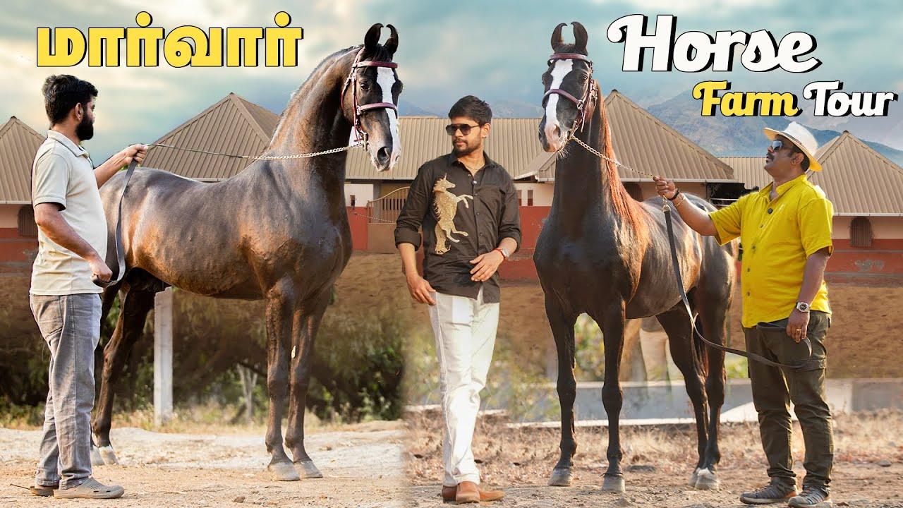 Marwari Horse கேரளாவின் அழகிய மார்வாரி குதிரை Farm  - Kerala Marwari horse farm tour