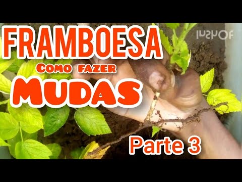 Vídeo: Remontant De Framboesa. Parte 3