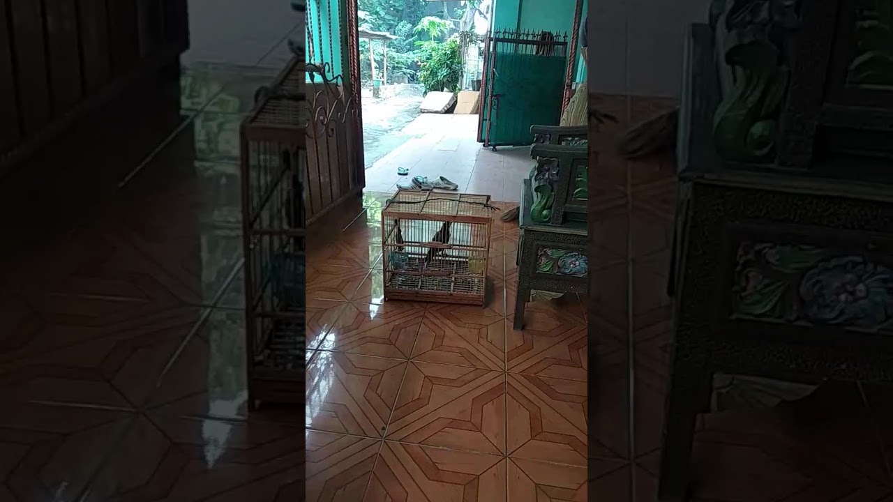 Burung Jalak Bisa Buka Sangkar 