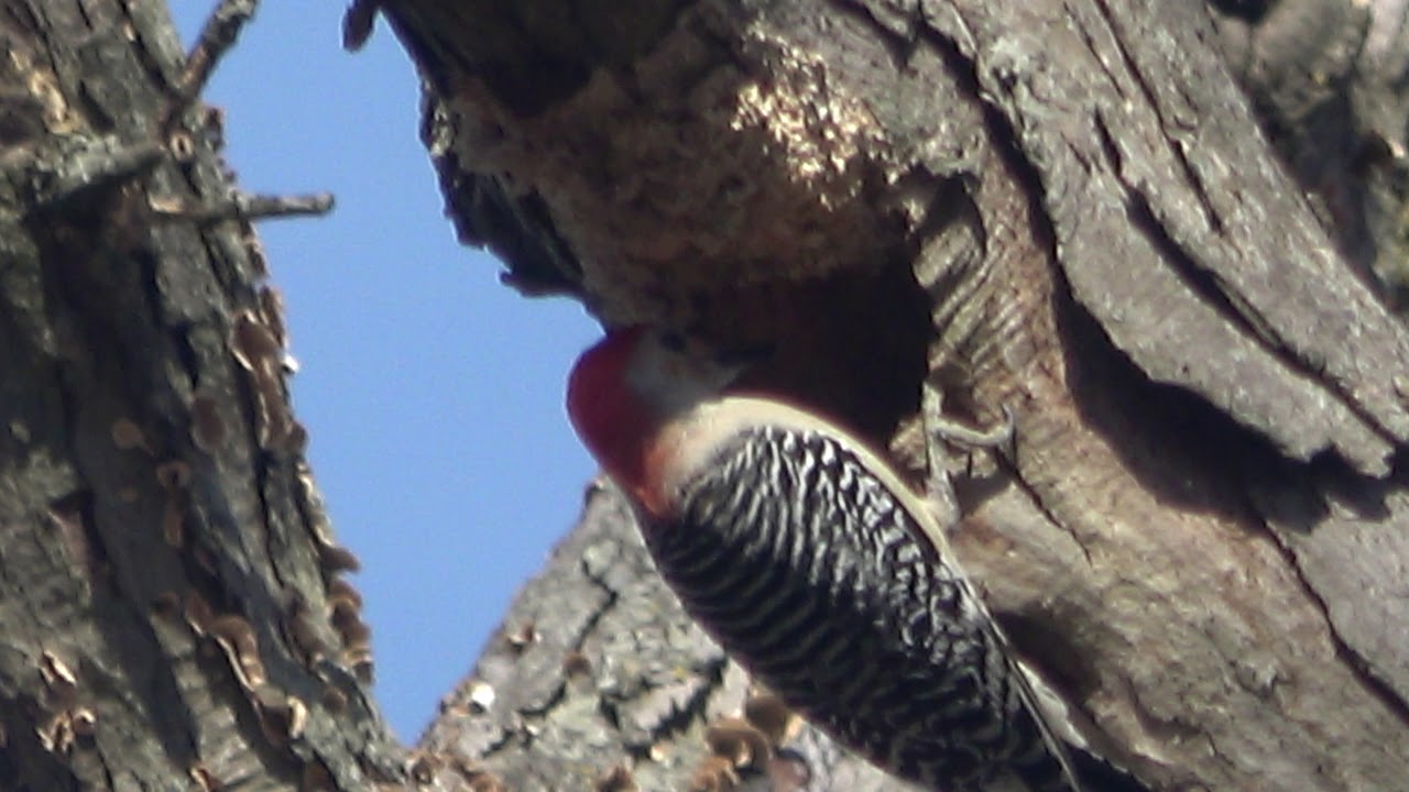 Male Red-bellied Woodpecker refining a cavity in a dying White Oak Tree