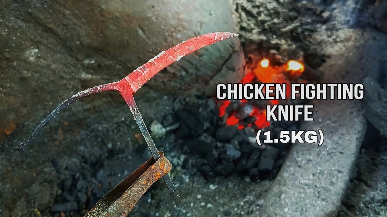 Ladai karne wala Murga ka Chaku || chicken fighting knife 1.5kg ..!