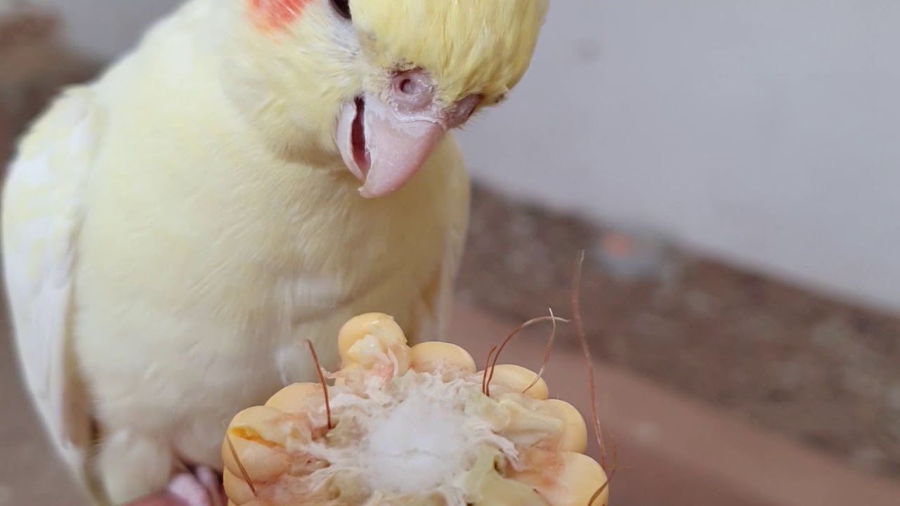cockatiel eat corn 🌾 YouTube