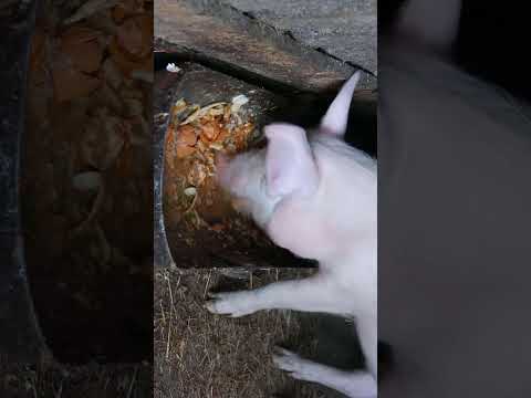 وجبة الخنزير اليومية من بقايا الطعام كوميديا لا ت فو ت 