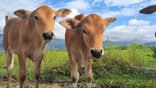 COW VIDEOS ● CUTE AND FUNNY COWS VIDEO EATING GRASS COMPILATION - SOUND COWS MOOING - CON BO ???
