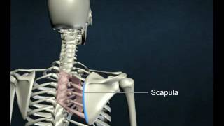 rhomboid major