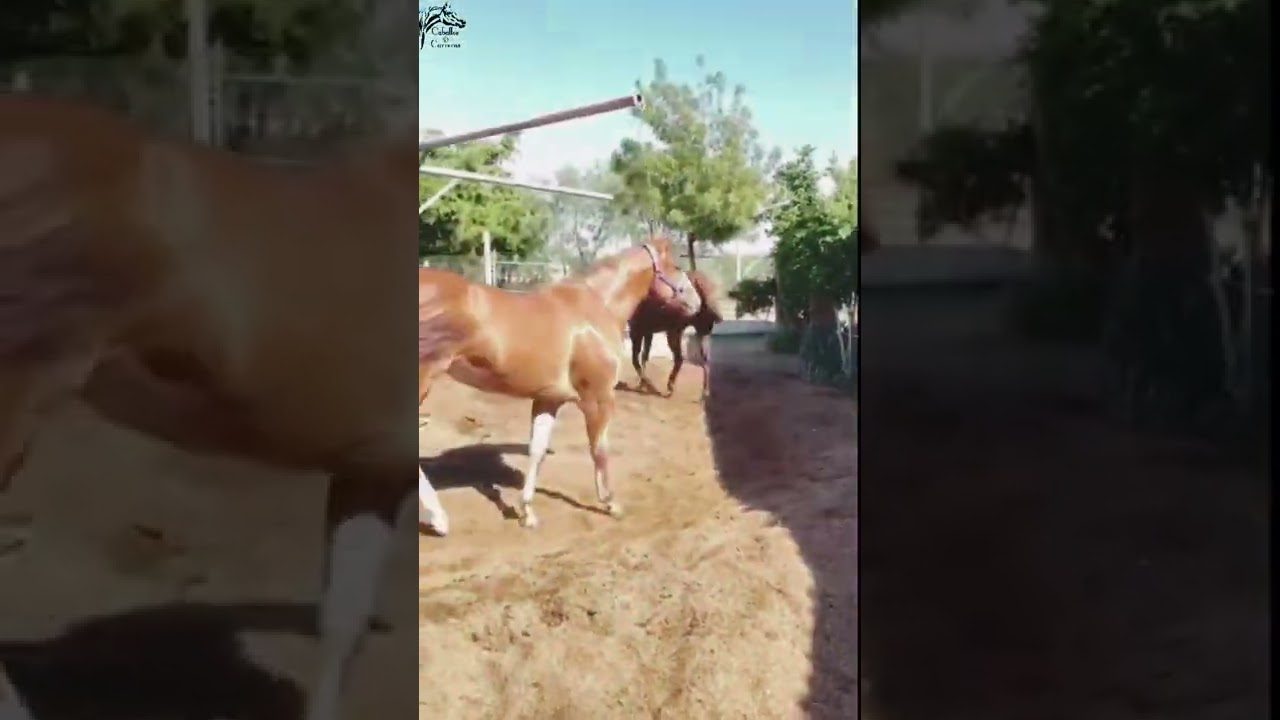 La Malvada Cuadra Mendoza / Pradera