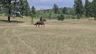 BSF Cheyenne Gem Flat work 8/11/26