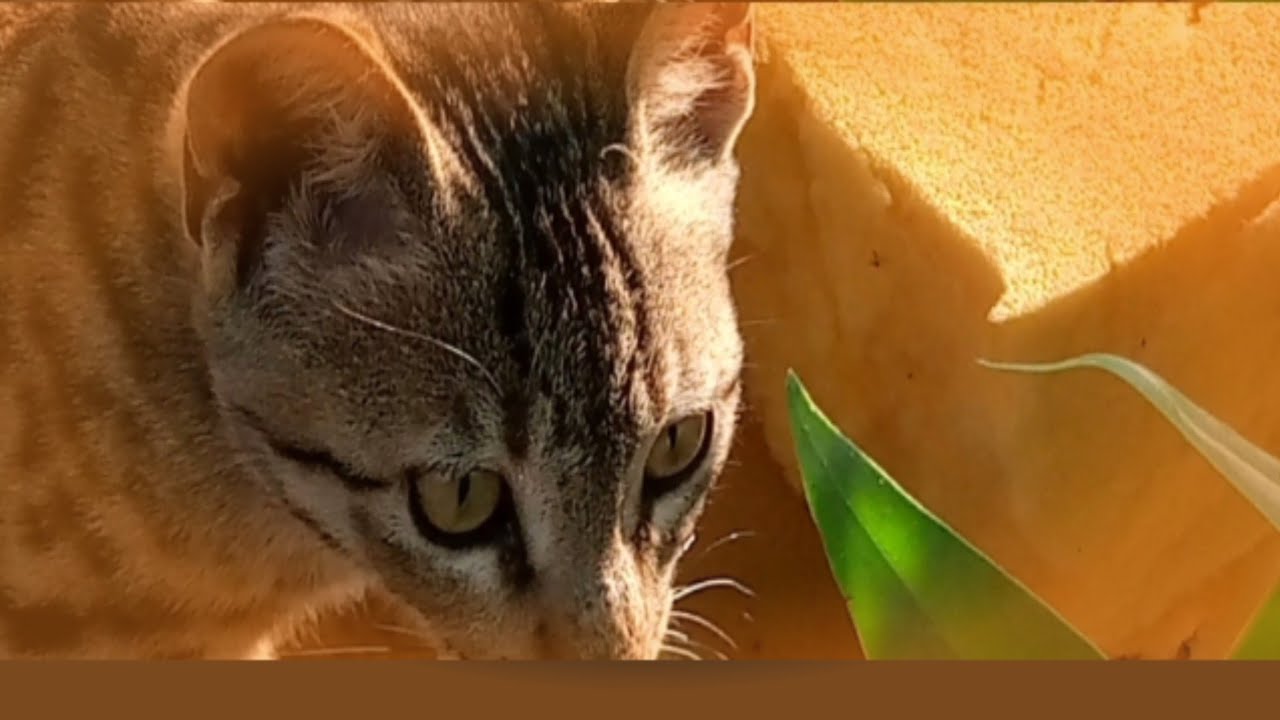 JanuaAdorable Village Cats | Exploring Their World 🐱🌾