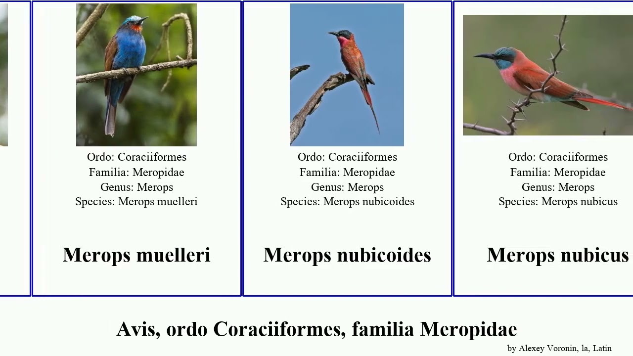 Avis, ordo Coraciiformes, familia Meropidae merops bird viridis orientalis variegatus pusillus