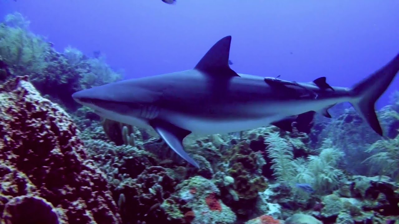 Caribbean reef shark gracefully cruising through the water