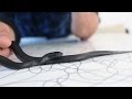 🐍 Serpiente rey negra de México (Lampropeltis getulus nigritus) - La belleza oscura 🐍