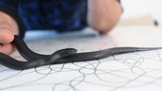 🐍 Serpiente rey negra de México (Lampropeltis getulus nigritus) - La belleza oscura 🐍