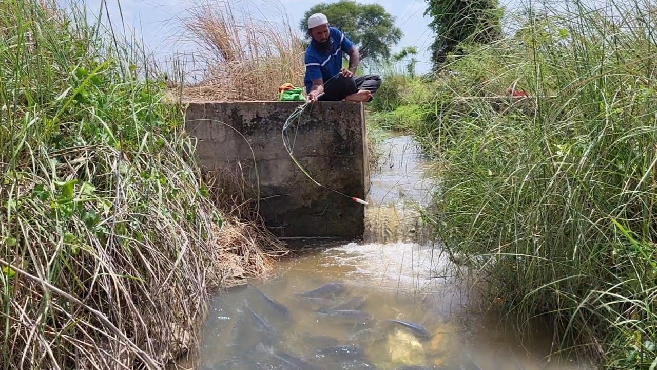 FISHING"TINY BITE & BIG CATCHES!"BIG TILAPIA ATTACK IN VILLAGE STREAM "AMAZING SMALL HOOK TECHNIQUE 