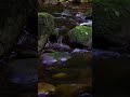 🌿 20 seconds of Meditation by the Stream | Let Nature Calm Your Soul 💧