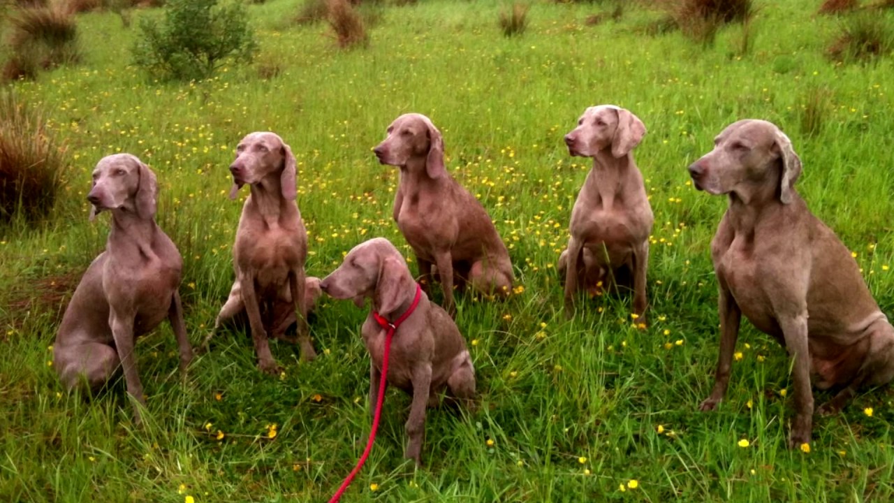 Порода собак. Веймаранер. Одна из самых поразительных пород собак - YouTube