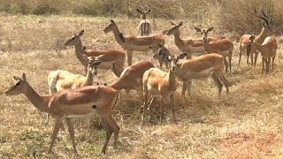 This Is How Impala Behave During The Mating Season