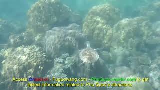 Hawksbill sea turtle in Phu Quoc Island, Vietnam | Turtle Island Phu Quoc