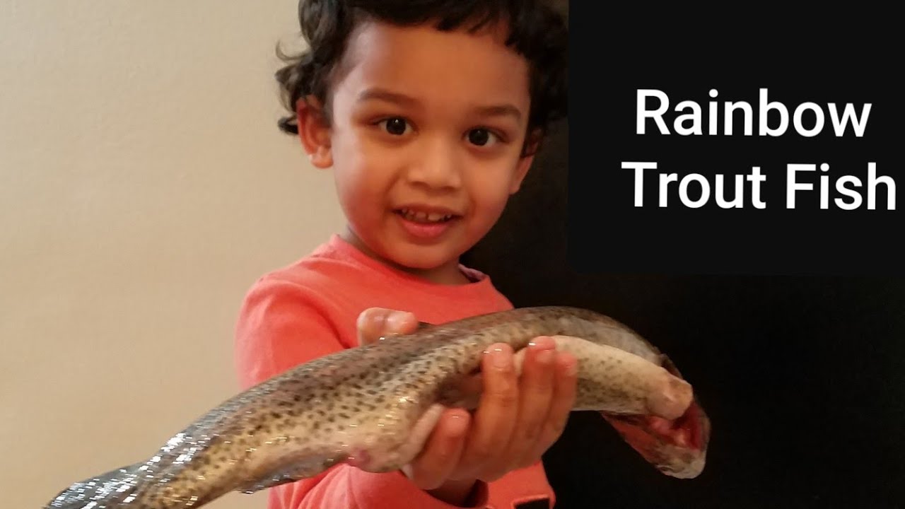 Rainbow trout fish with detailed description and Fish head song by Ishan YouTube