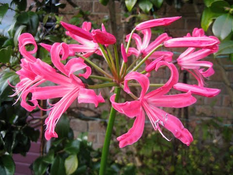 Video: Nerine: (42 Photos): Nerine Bowden And Other Species, Planting And Care, Methods Of Reproduction, Features Of Pest Control