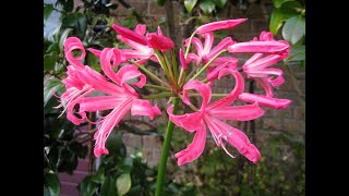 How we grow Nerines for big autumn (fall) blooms