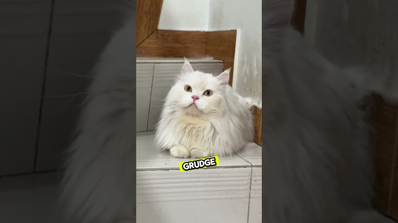 Persian | The Most Glamorous Cat Breed 
