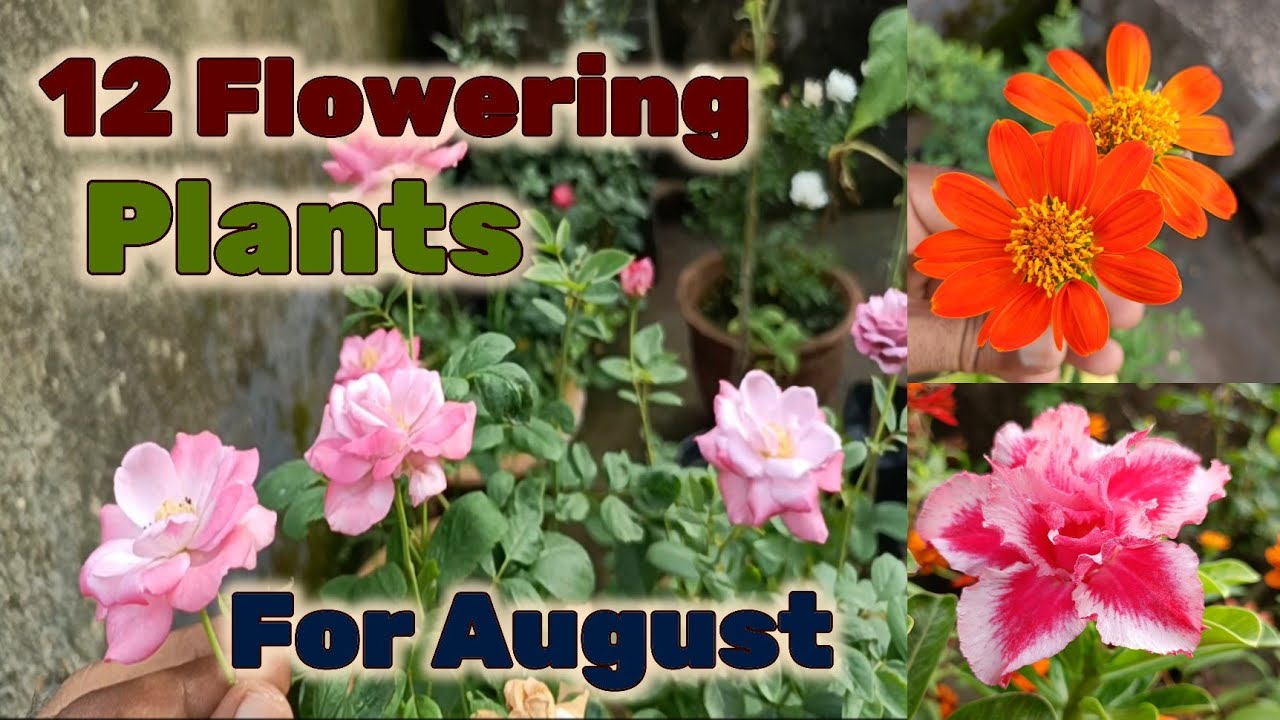 12 Best Flowering Plants for August month, इन 12 पौधों को अभी नर्सरी से