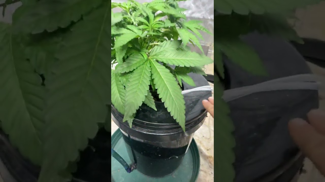 Grow Journal: Bruce Banner DWC just fim’d