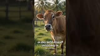 More than just farm Watch to discover amazing cow facts! #CowFacts #AnimalFacts #Nature #Shorts