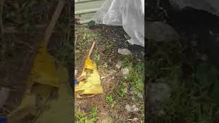 Skyline R33 First Start In 3 Years