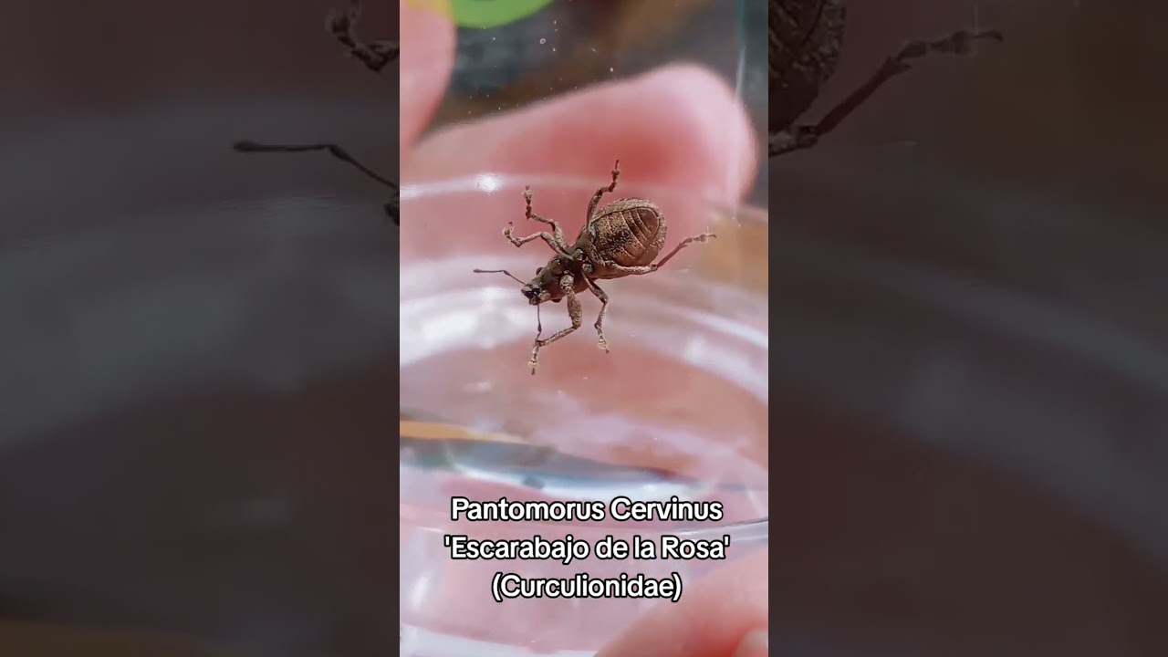 Pantomorus Cervinus/Escarabajo de la Rosa (Curculionidae) 