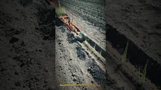 High Efficiency 12-Inch Manual Paper Chain Transplanter for Precision Planting #farmingtech