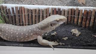 EarthPro Nutrition by Arcadia Reptile.