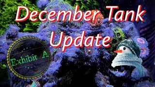 Fluval Flex 32g Reef - December Tank Update