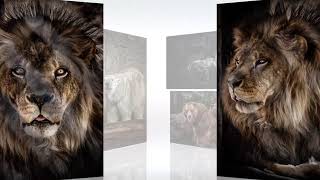 One Minute - African Drums - Wild Animal Tesaer!