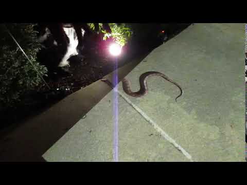 Snake Projection